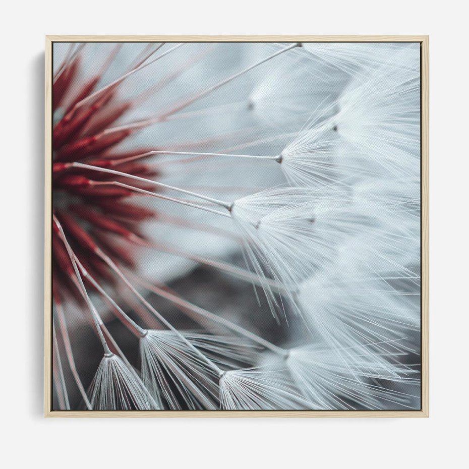 Obraz w ramie 50x50 - Makro świat dmuchawca - dmuchawiec, makro - rama drewno