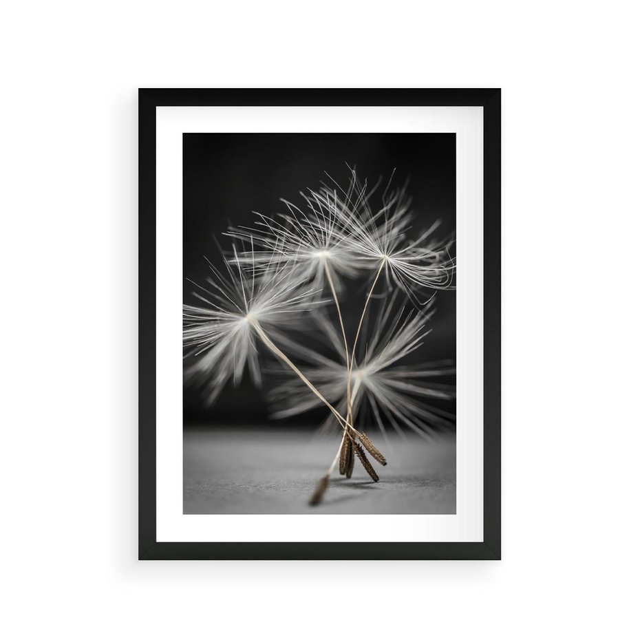 Plakat w ramie 30x40 - Delikatność dmuchawców zbliżenie - dmuchawce, zbliżenie - rama czarna