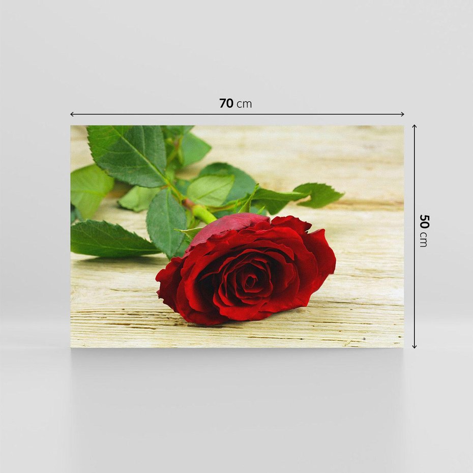 Obraz na płótnie 70x50 - delikatność kwiatu - róża, kwiat