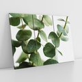 Obraz na płótnie 120x80 - Zielone eukaliptusy - eukaliptus, liście