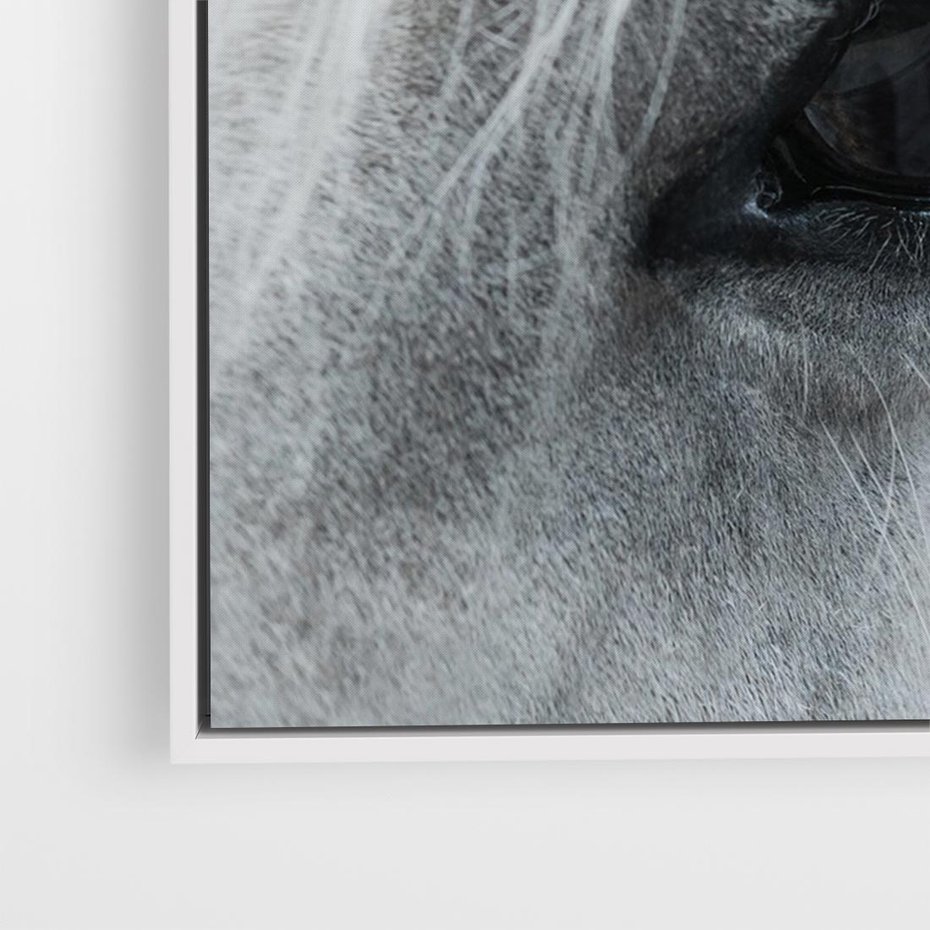 Obraz w ramie 70x50 - Oko Mocy - czarno białe zdjęcie, zbliżenie makro na oko konia - rama biała