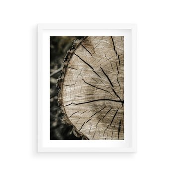 Plakat w ramie 30x40 - Wnętrze Natury - pień, przecięty pień - rama biała