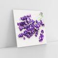 Obraz na płótnie 40x40 - Urok lawendowych kwiatów - lawenda, kwiaty