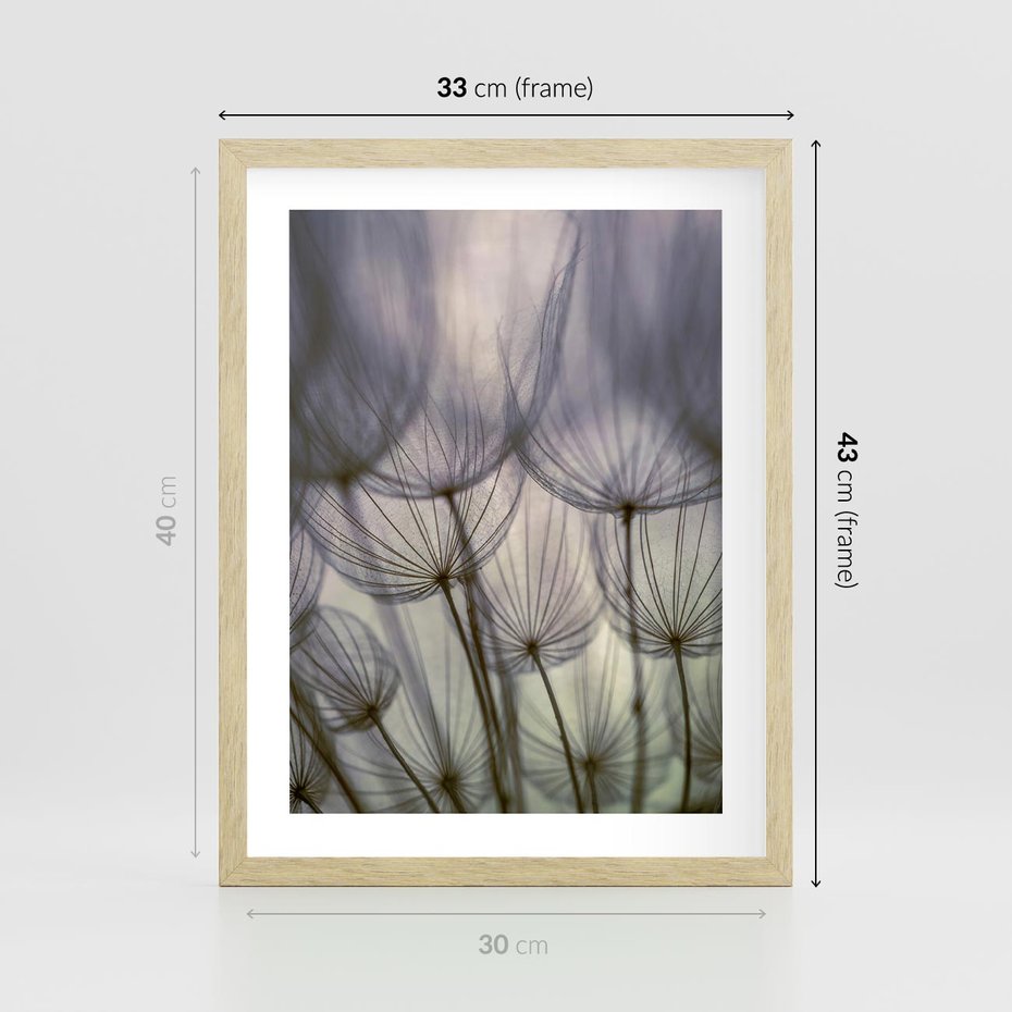 Plakat w ramie 30x40 - Makro dmuchawiec - piękno drobnych detali - dmuchawce, makro - rama drewno