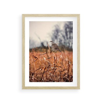 Plakat w ramie 40x50 - Jesienna Melancholia - suche trawy, jesień - rama drewno