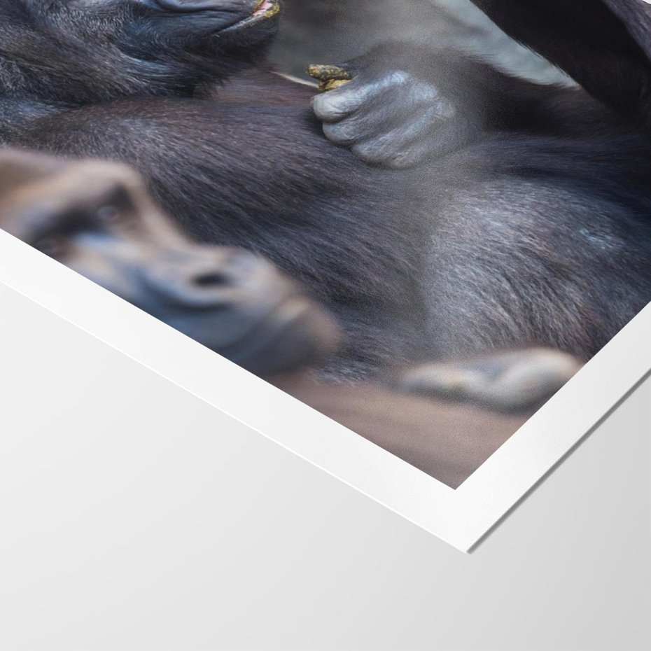 Plakat bez ramy 21x30 - Małpy w ich naturalnym środowisku - małpy, szympansy