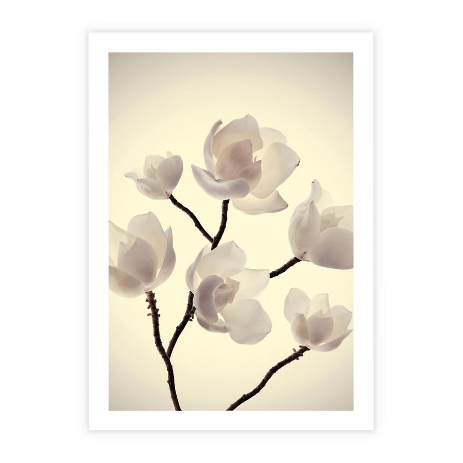 Plakat bez ramy 50x70 - Elegancja Natury - magnolia, białe