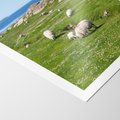 Plakat bez ramy 30x40 - Górskie Owce - góry, owce