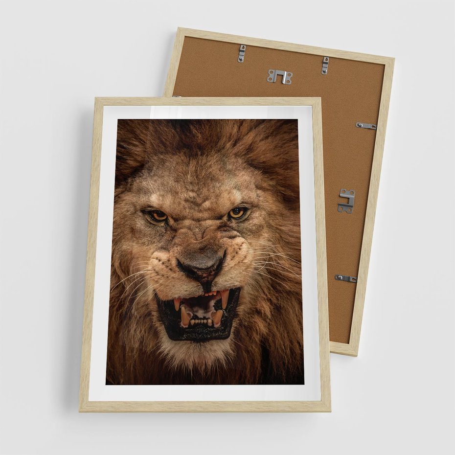 Plakat w ramie 50x70 - Władca Sawanny - lew, sawanna - rama drewno