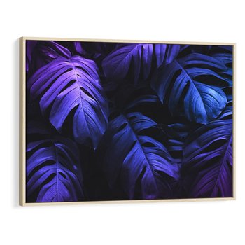 Obraz w ramie 70x50 - Mroczna Magia Dżungli - mroczna grafika, fioletowe liście monstery na czarnym tle - rama drewno