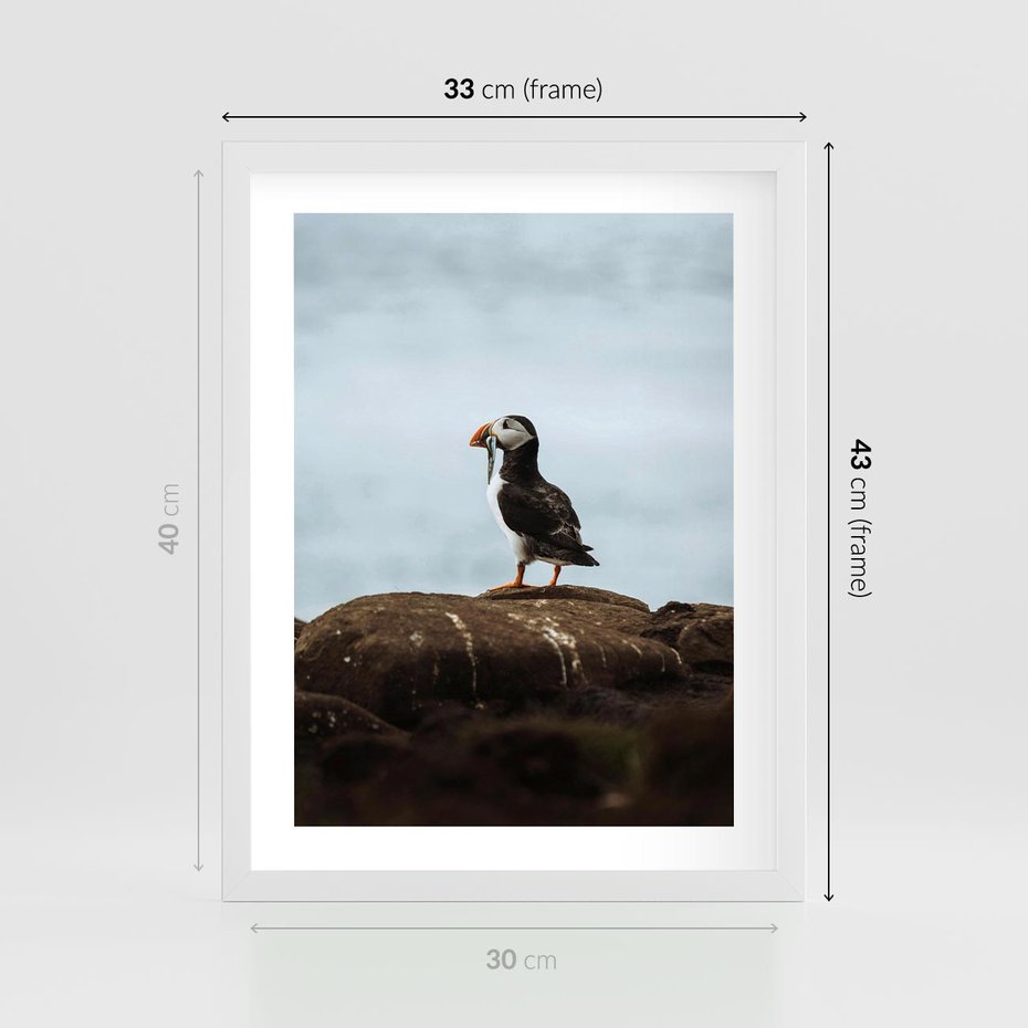 Plakat w ramie 30x40 - Portret Ptaka Morskiego - maskonur, ptak - rama biała