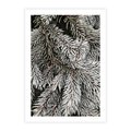 Plakat bez ramy 50x70 - Cisza Zimowej Natury - zima, iglaste gałązki