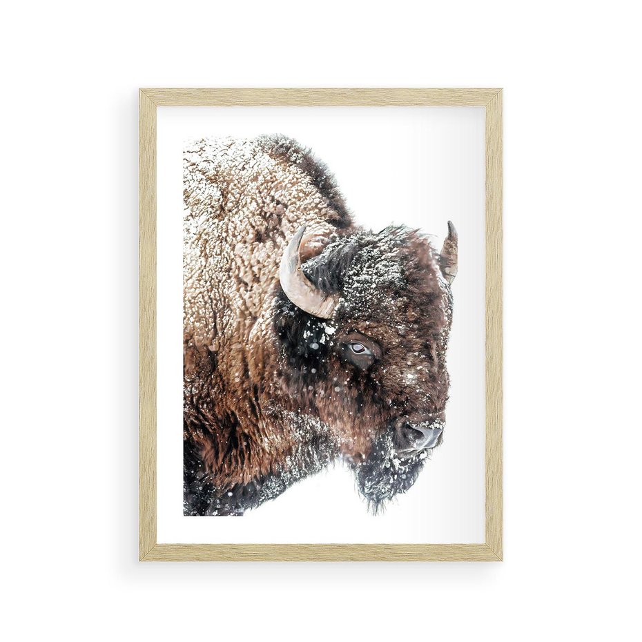 Plakat w ramie 30x40 - Obraz Dzikiej Przyrody w Śnieżnym Otoczeniu - żubr, śnieg - rama drewno