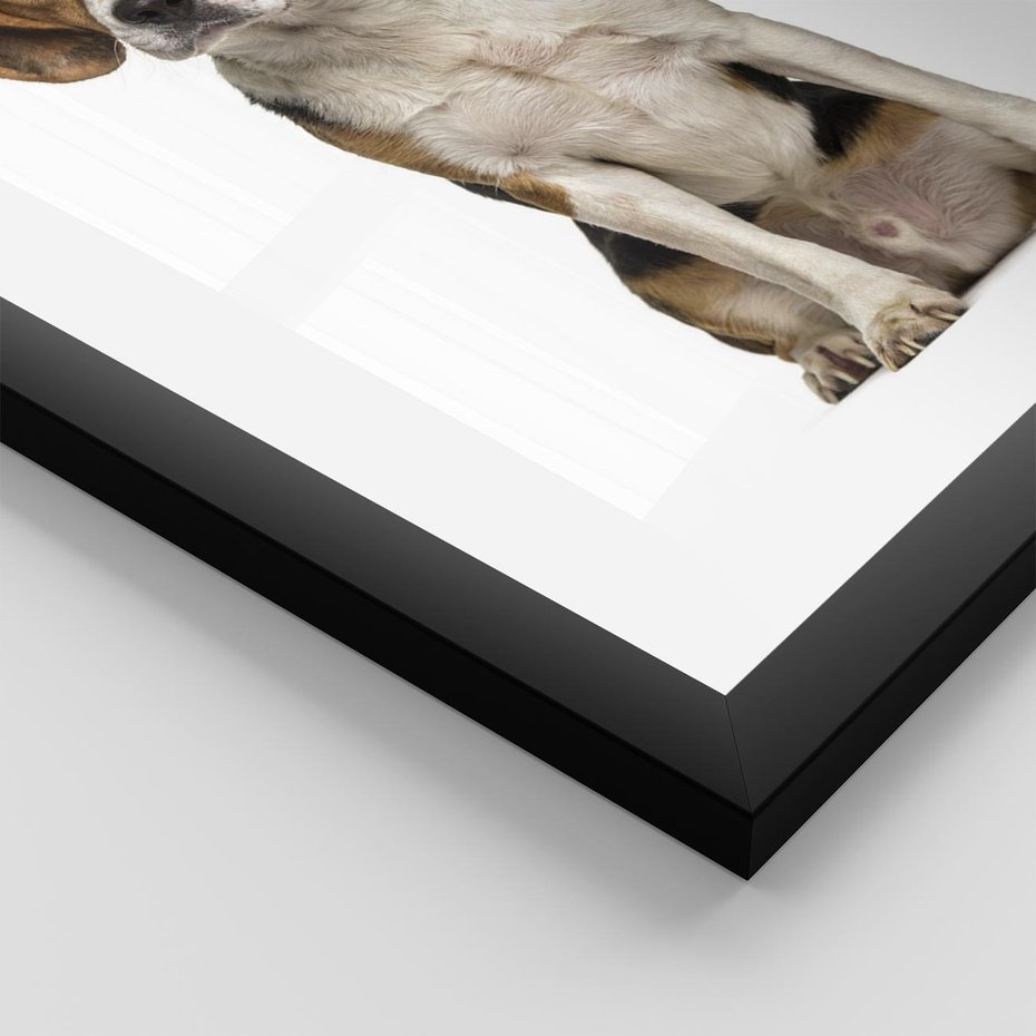 Plakat w ramie 40x50 - Wierność i radość - pies, piesek - rama czarna