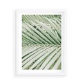 Plakat w ramie 50x70 - Liście Palmy: Egzotyczna Grafika - palma, liście palmy - rama biała