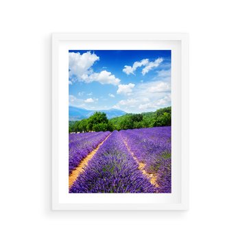 Plakat w ramie 40x50 - Prowansalska Lawenda - lawenda, prowansja - rama biała