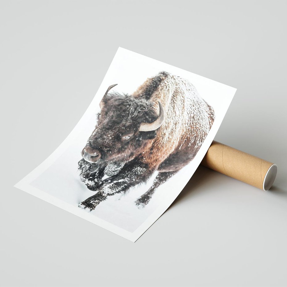 Plakat bez ramy 21x30 - Zimowy Władca Puszczy - żubr, bizon