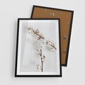Plakat w ramie 50x70 - Gałęzie Bawełny na Białym Tle - gałęzie bawełny na białym tle, minimalizm - rama czarna