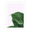 Plakat bez ramy 50x70 - Zielone liście monstery - liście, monstera