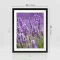 Plakat w ramie 40x50 - Urok lawendy - lawenda, kwiaty - rama czarna