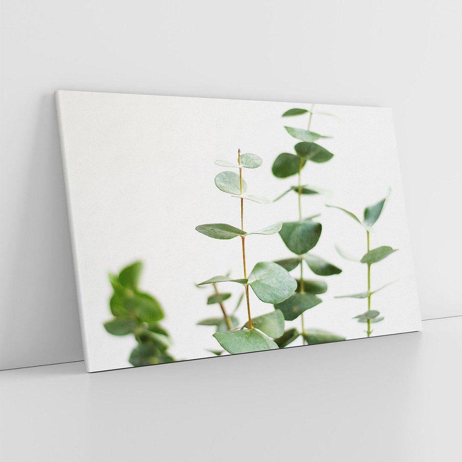 Obraz na płótnie 70x50 - Żywa eukaliptusowa zieleń - eukaliptus, zielone