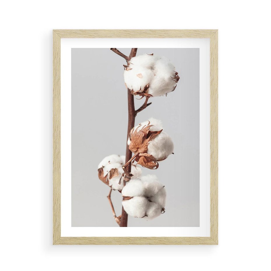 Plakat w ramie 50x70 - Spokojna Gałązka Bawełny - gałązka bawełny, prosta spokojna fotografia - rama drewno