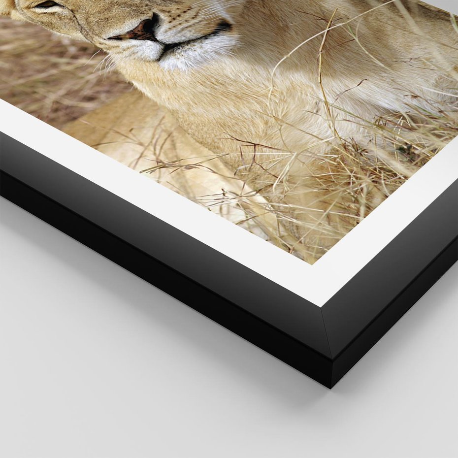Plakat w ramie 40x50 - Potęga lwów w Afryce - lew, lwica - rama czarna