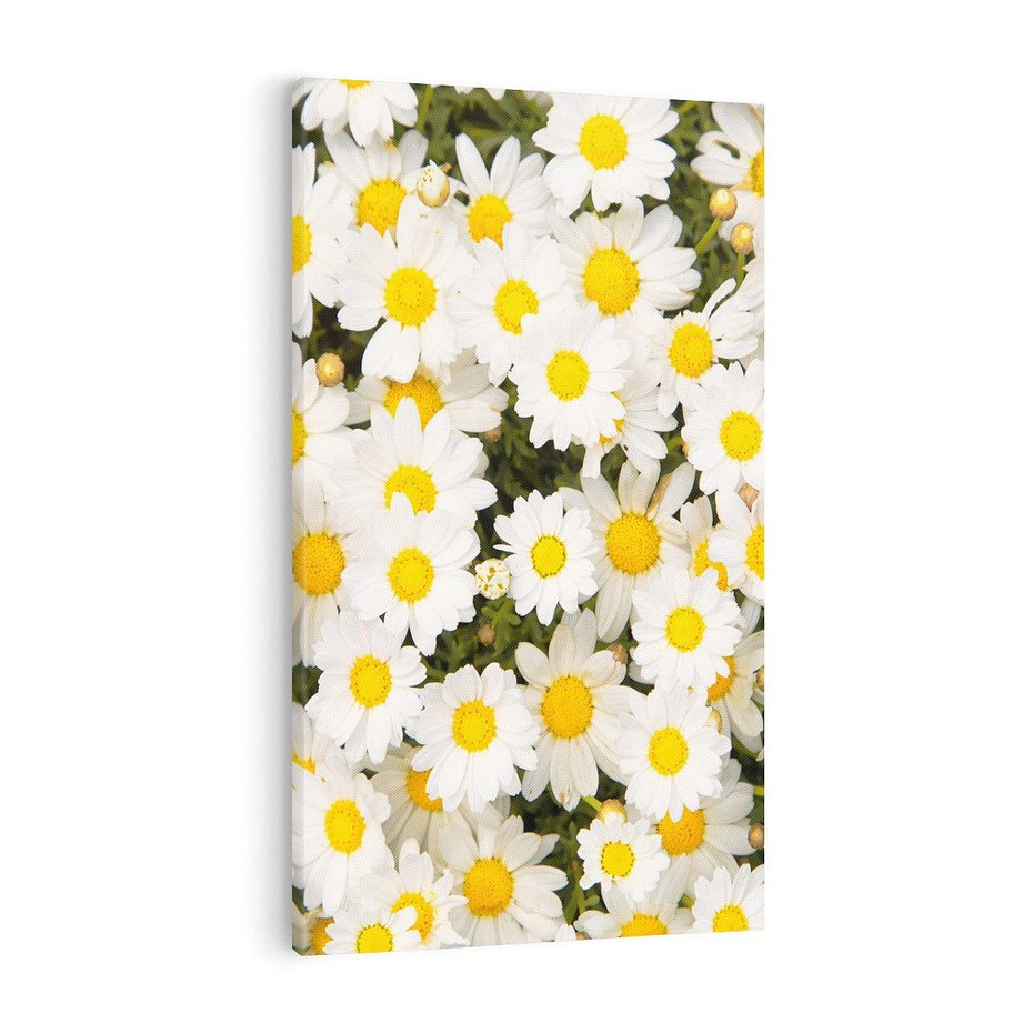 Obraz na płótnie 70x100 - Delikatność Kwiatowej Przyrody - stokrotki, kwiaty