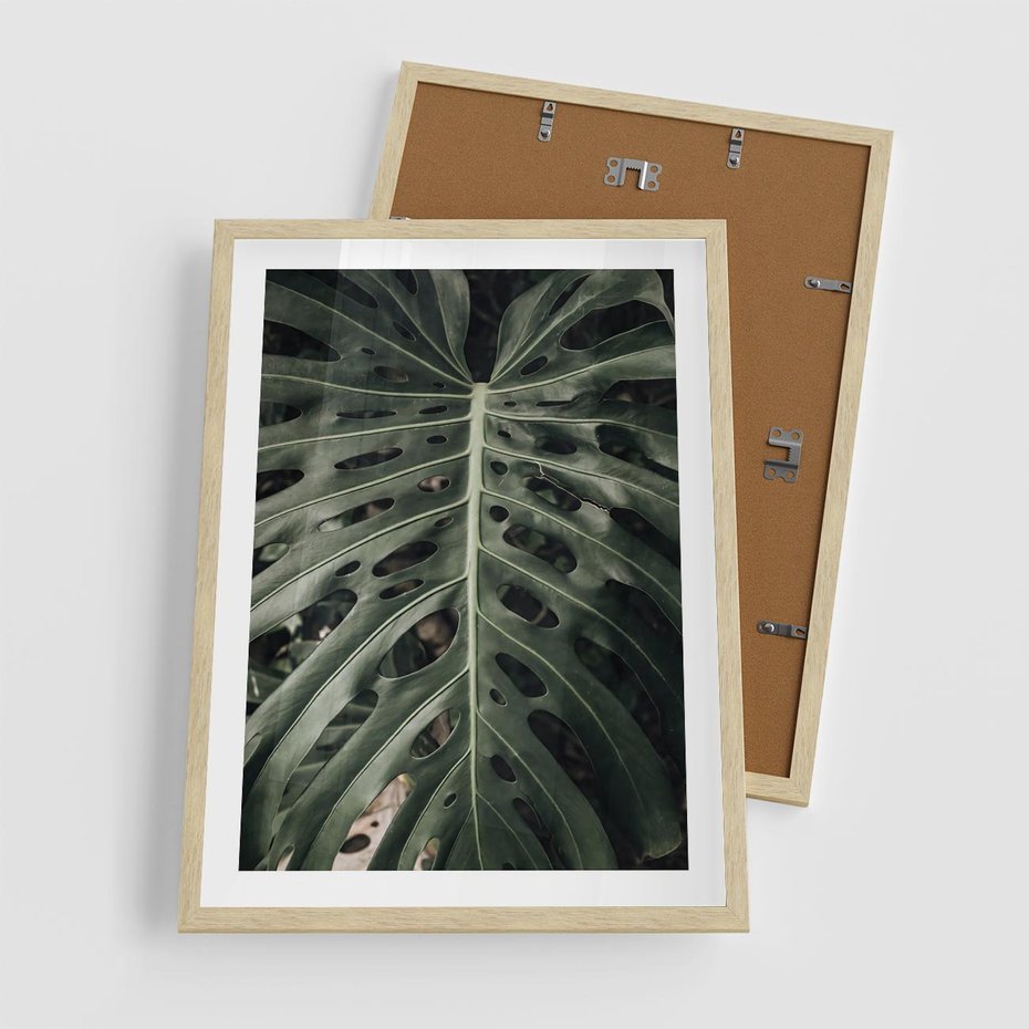 Plakat w ramie 50x70 - Majestatyczny Liść Monstery - liść monstery, majestatyczny liść - rama drewno