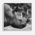 Obraz w ramie 80x80 - Potęga Afryki - czarno biała fotografia, zbliżenie na postać nosorożca - rama biała