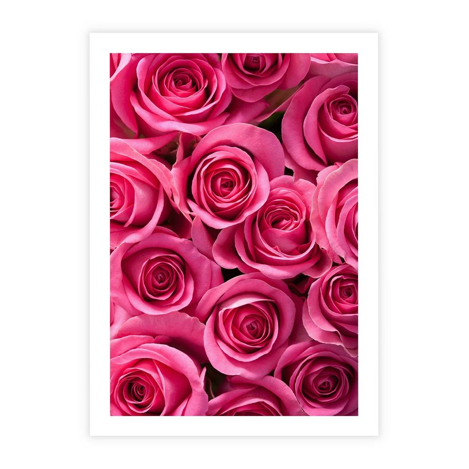 Plakat bez ramy 50x70 - Romantyczne róże w pełnym rozkwicie - róże, kwiaty