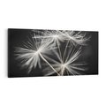 Obraz na płótnie 120x60 - Delikatność dmuchawców zbliżenie - dmuchawce, zbliżenie