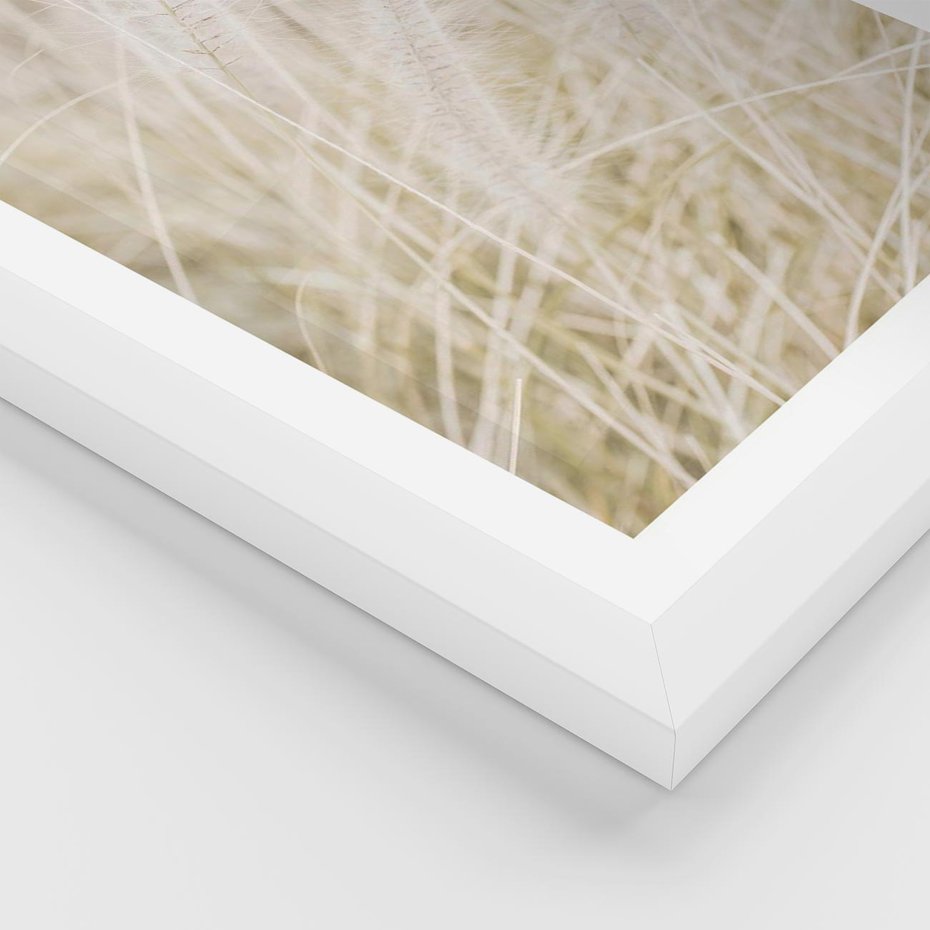 Plakat w ramie 40x50 - Białe Trawy Pampas - suche trawy, białe trawy - rama biała