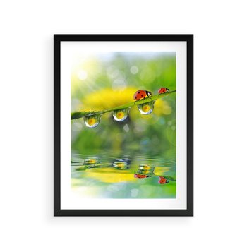 Plakat w ramie 30x40 - Deszczowa Biedronka - biedronka, deszcz - rama czarna
