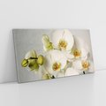Obraz na płótnie 100x50 - Elegancka uroda orchidei - orchidea, kwiaty