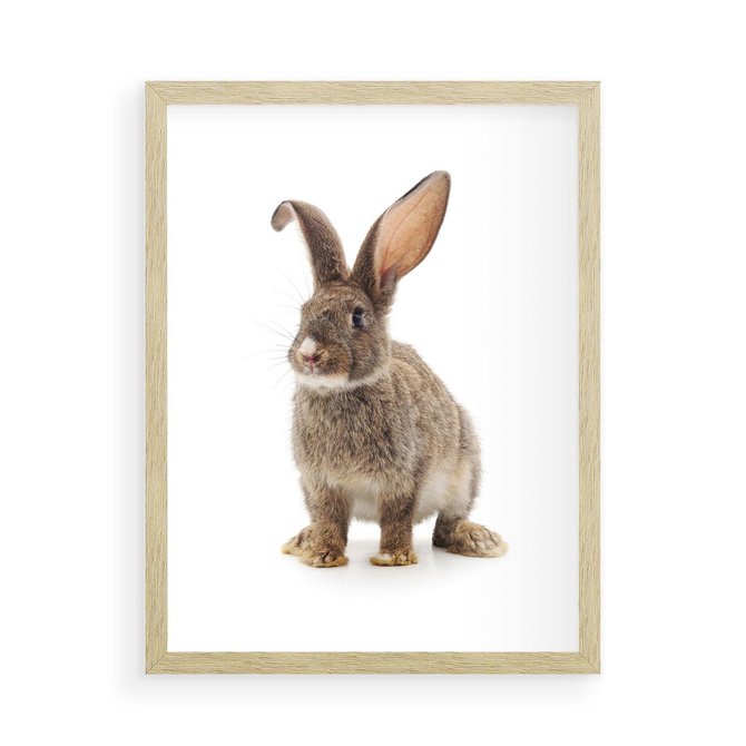 Plakat w ramie 50x70 - Delikatna Zwierzęca Uroda - królik, zwierzę - rama drewno