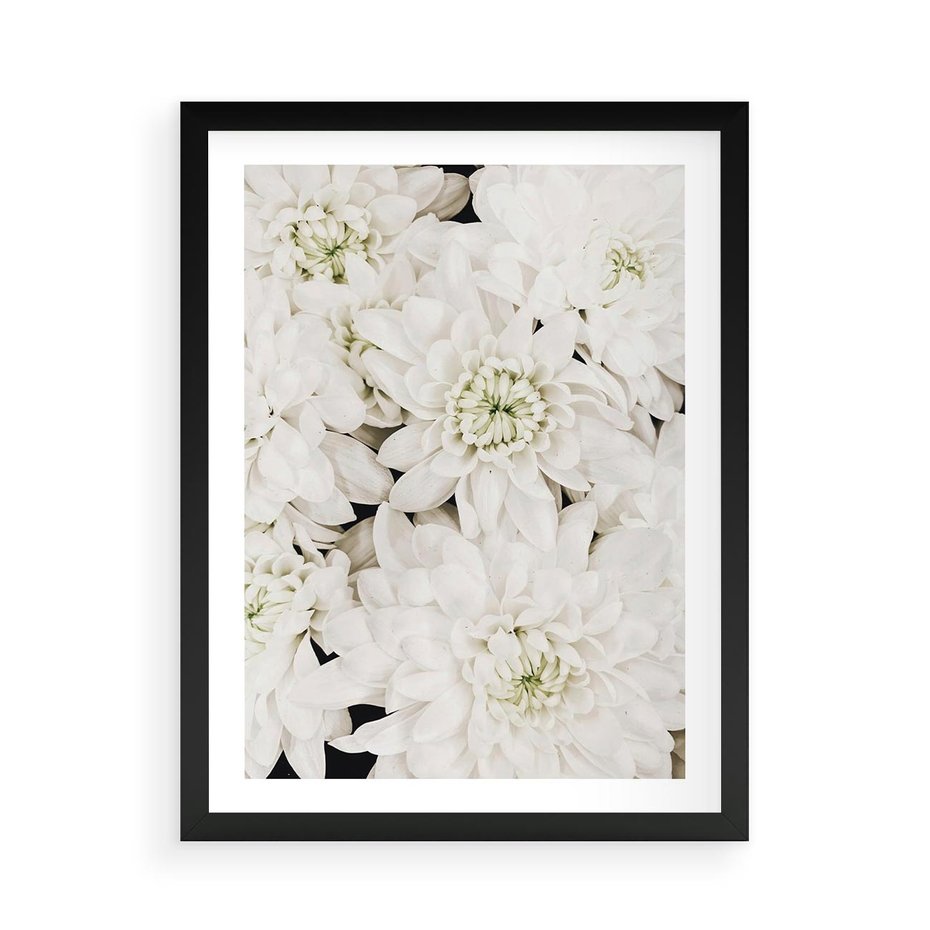 Plakat w ramie 50x70 - Białe Kwiaty: Płatki Delikatności - białe kwiaty, zbliżenie - rama czarna