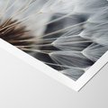 Plakat bez ramy 30x40 - Dmuchawce w Naturze - dmuchawiec, zbliżenie