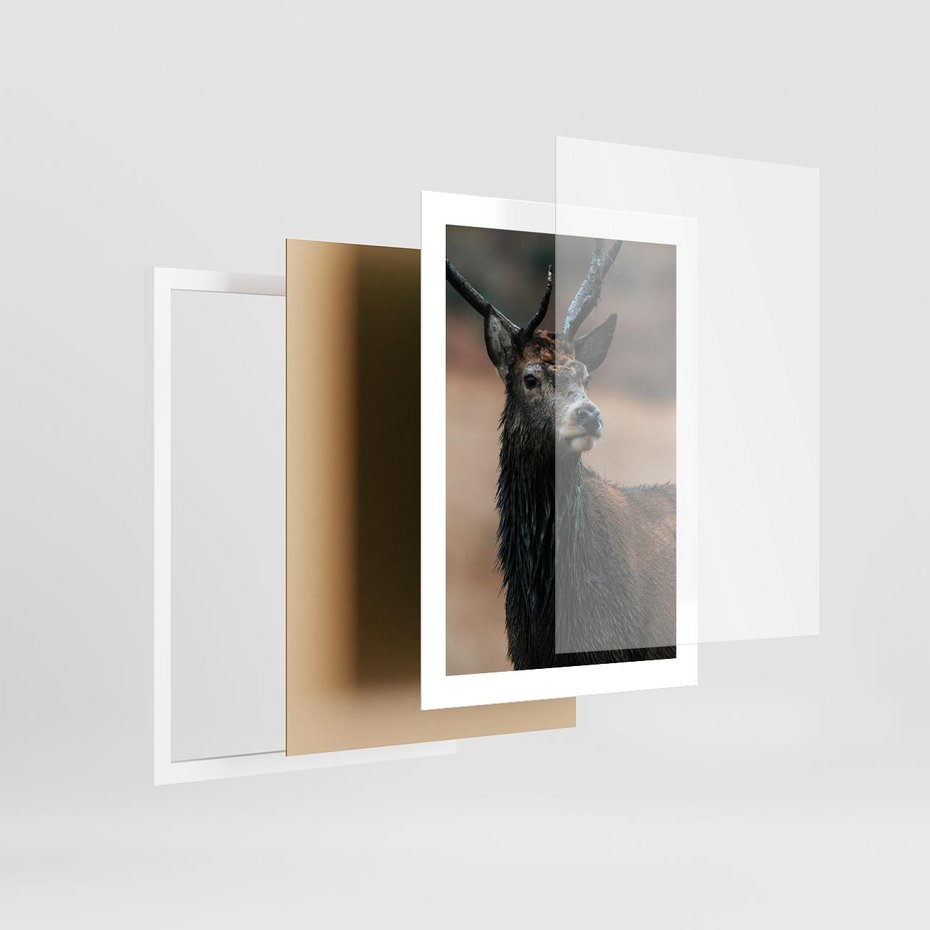 Plakat w ramie 30x40 - Spokojny jeleń - jeleń, las - rama biała