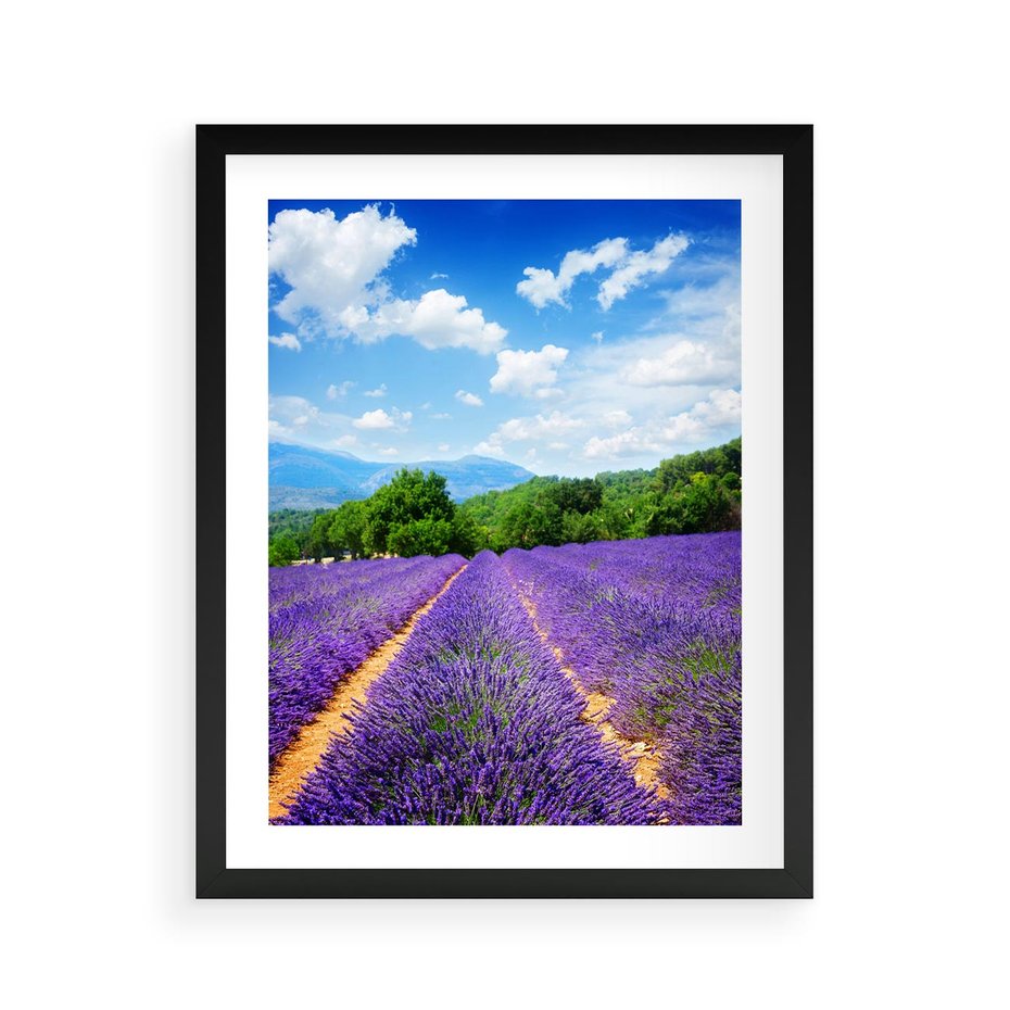 Plakat w ramie 40x50 - Prowansalska Lawenda - lawenda, prowansja - rama czarna