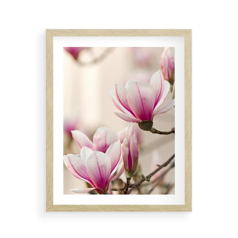 Plakat w ramie 40x50 - Urok Magnolii - magnolie, kwiaty - rama drewno