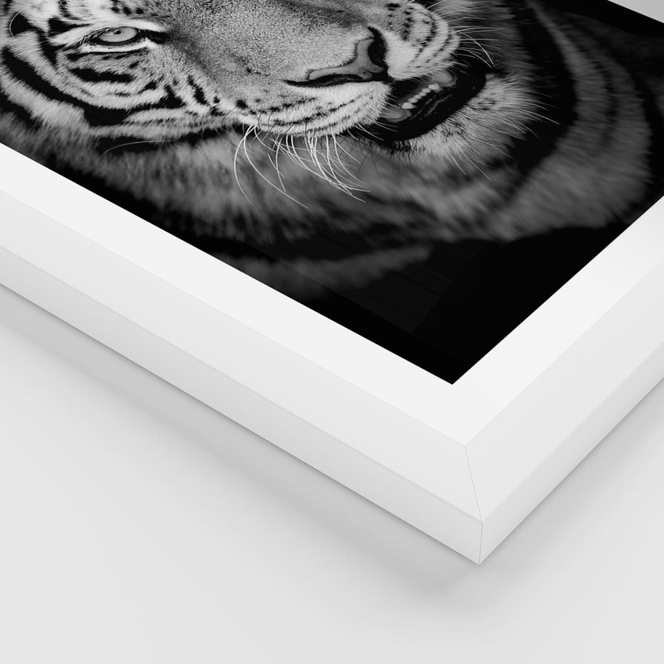 Plakat w ramie 30x40 - Tygrys Czarno-Biały: Siła i Delikatność - tygrys, czarno - rama biała