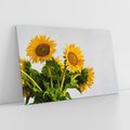 Obraz na płótnie 70x50 - Słoneczna Radość - fotografia, żółte słoneczniki