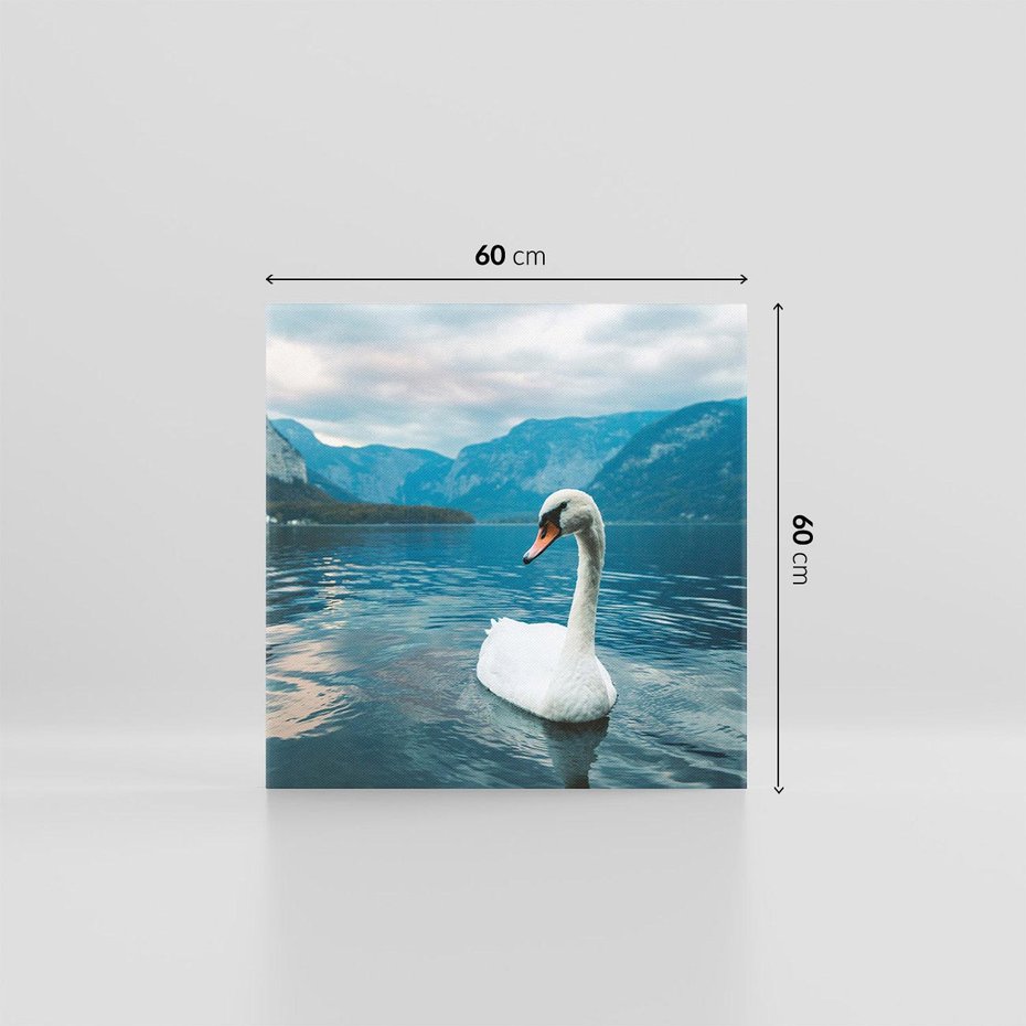 Obraz na płótnie 60x60 - Łabędzi Śpiew - fotografia, plakat