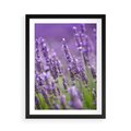 Plakat w ramie 50x70 - Urok lawendy - lawenda, kwiaty - rama czarna