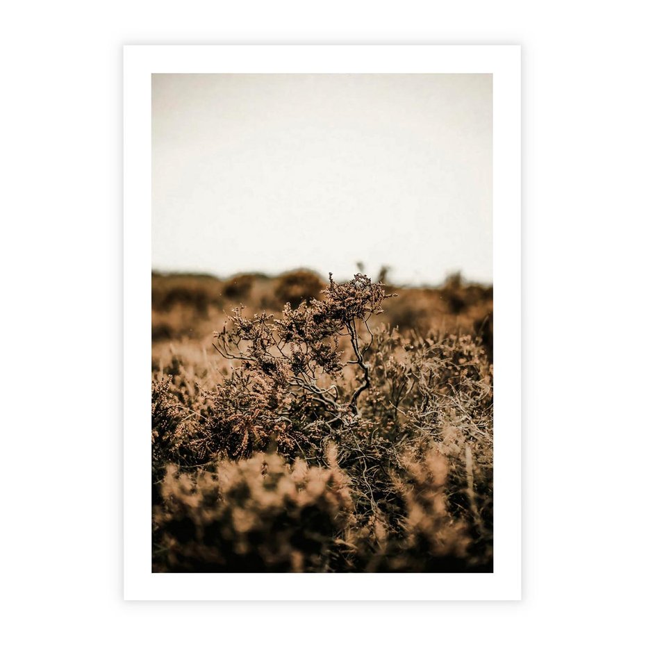 Plakat bez ramy 21x30 - Krajobraz W Naturze: Beże i Brązy - suche krzewy, natura