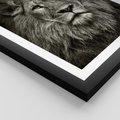 Plakat w ramie 30x40 - Moc lewego spojrzenia - lew, czarno - rama czarna