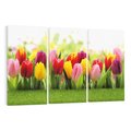 Obraz na płótnie 120x80 - delikatność kwiatowego świata - tulipany, kwiaty