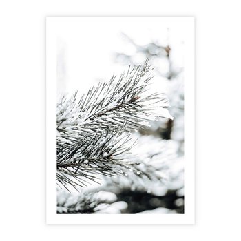 Plakat bez ramy 21x30 - Chwila Zimowej Magii - iglasta gałązka, śnieg