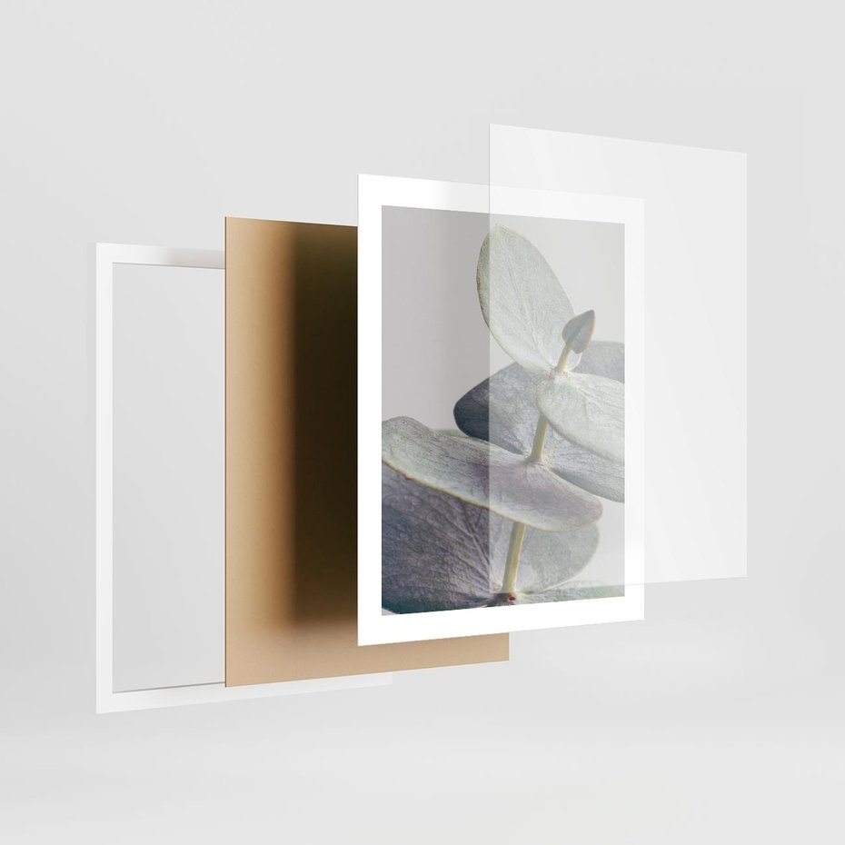 Plakat w ramie 40x50 - Zbliżenie Liści Eukaliptusa - eukaliptus, zbliżenie - rama biała